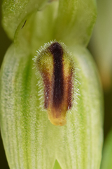 Pterostylis longifolia
