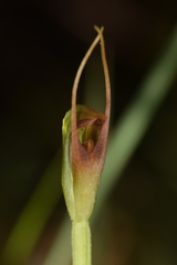 Pterostylis erecta