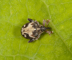 Tachyerges ephippiatus