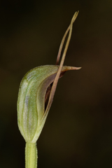Pterostylis erecta