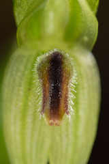 Pterostylis longifolia