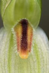 Pterostylis longifolia