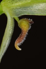 Pterostylis longifolia