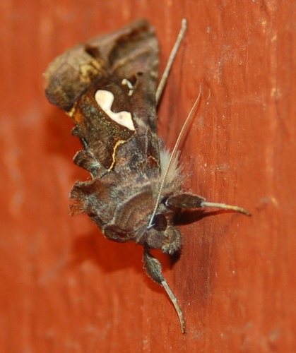 Bilobed Looper Moth photo 3