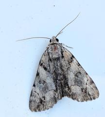 Catocala blandula