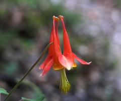 Aquilegia desertorum