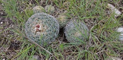 Coryphantha pseudoradians