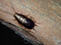 Drymaplaneta communis