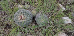 Coryphantha pseudoradians