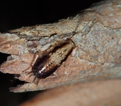 Drymaplaneta communis