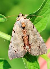 Catocala grynea