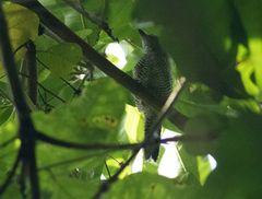 Cymbilaimus lineatus