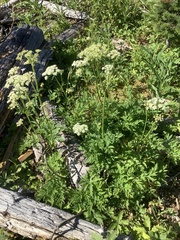 Ligusticum canbyi