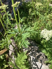 Ligusticum canbyi