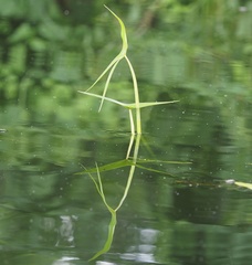 Sagittaria sagittifolia