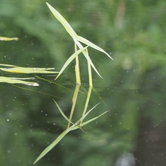 Sagittaria sagittifolia