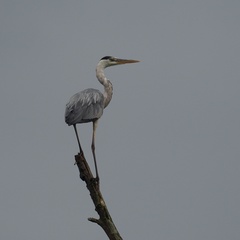 Ardea cinerea