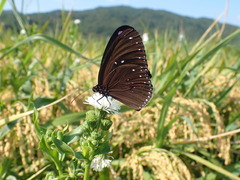 Euploea sylvester swinhoei