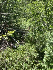 Canachites canadensis