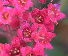 Heuchera sanguinea