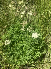Ligusticum canbyi