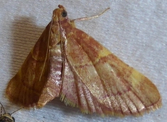 Hypsopygia thymetusalis