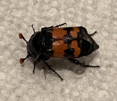 Nicrophorus investigator