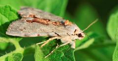 Catocala grynea