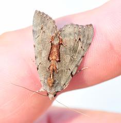 Catocala grynea