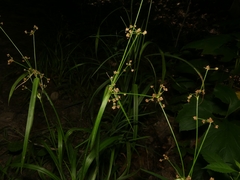 Scirpus atrovirens