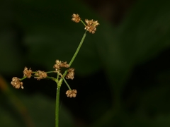 Scirpus atrovirens