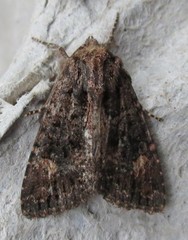 Helotropha reniformis