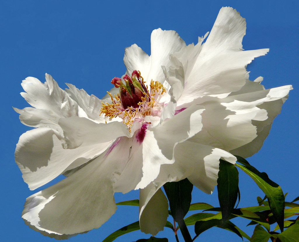 tree peony