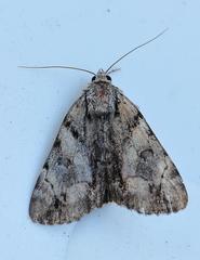 Catocala blandula