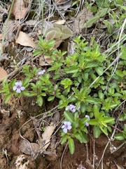 Dyschoriste microphylla