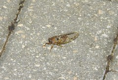 Diceroprocta olympusa