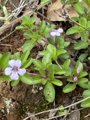 Dyschoriste microphylla