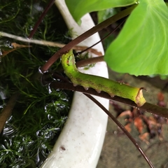 Eupanacra elegantulus