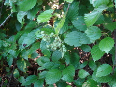 Cornales