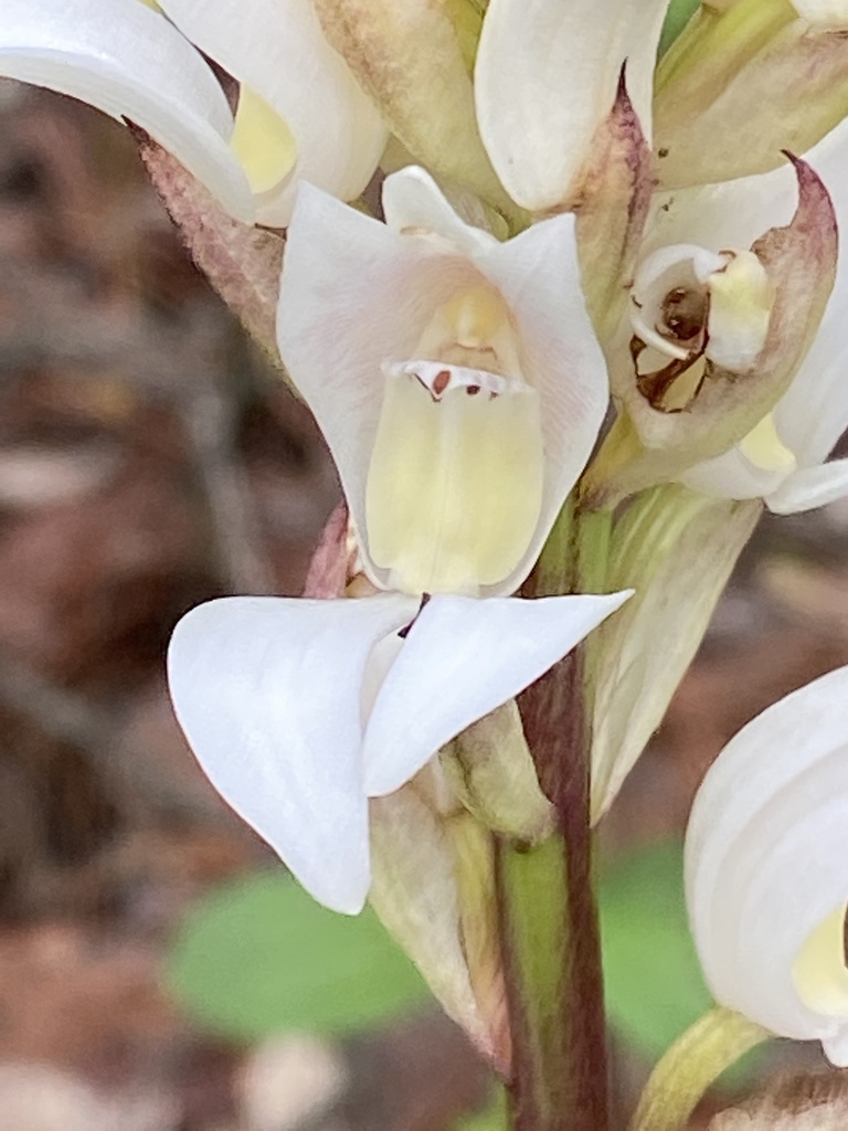 Gowen's Lily-like Orchid