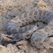 Halys Pit Viper - Photo (c) Anne Laudisoit, some rights reserved (CC BY-NC), uploaded by Anne Laudisoit