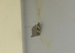 Cochylidia implicitana