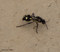 Traumatomutilla graphica