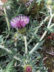 Cirsium falconeri
