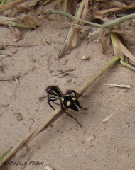 Traumatomutilla graphica