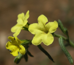 Lithospermum cobrense