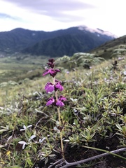 Pedicularis sudetica