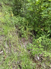 Cyperus pallidicolor