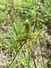Cyperus pallidicolor