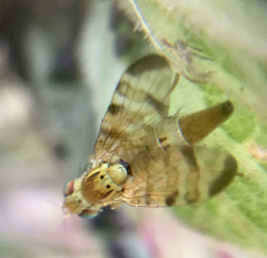 Terellia tussilaginis